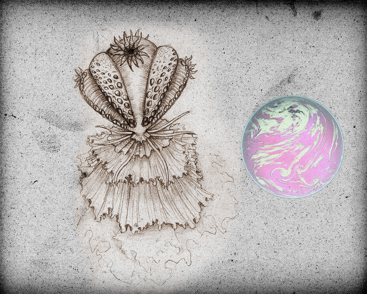 Extrakquaaniens par Zandrine C