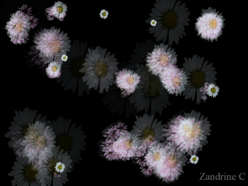Animation, paquerettes par Zandrine C