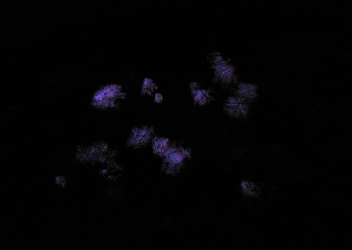 Projection à Roaschia par Zandrine C