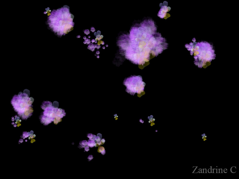 Animation, geranium par Zandrine C