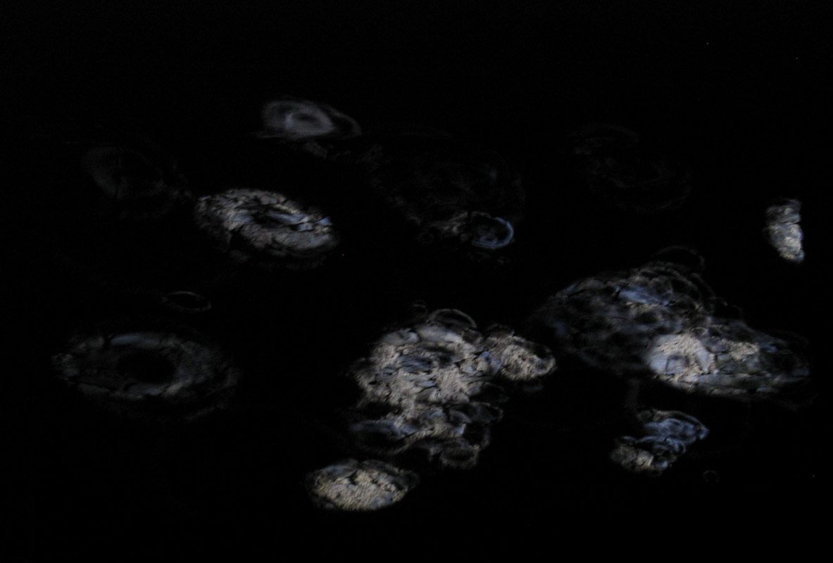 Projection à Roaschia par Zandrine C