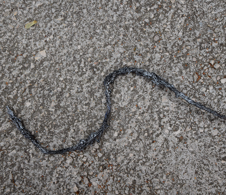 Fossile - 7 par Zandrine C