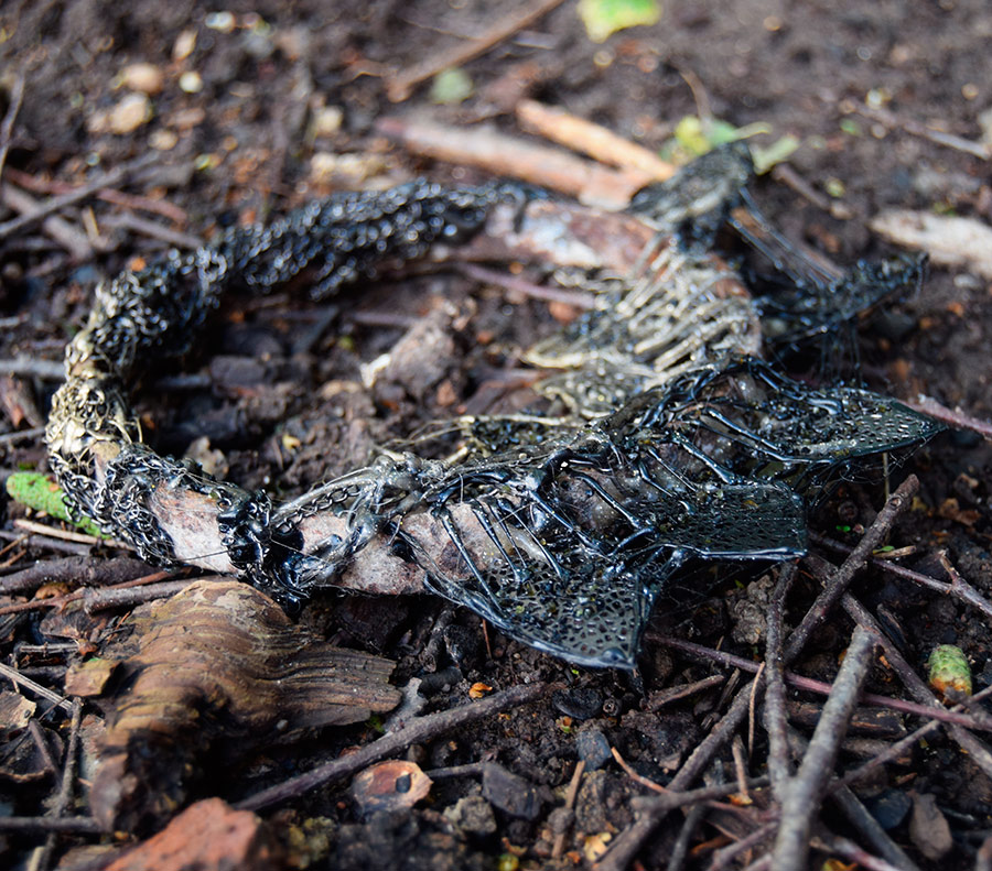 Fossile - 9 par Zandrine C