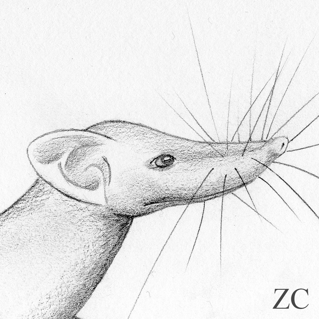 Pachyure, détail par Zandrine C