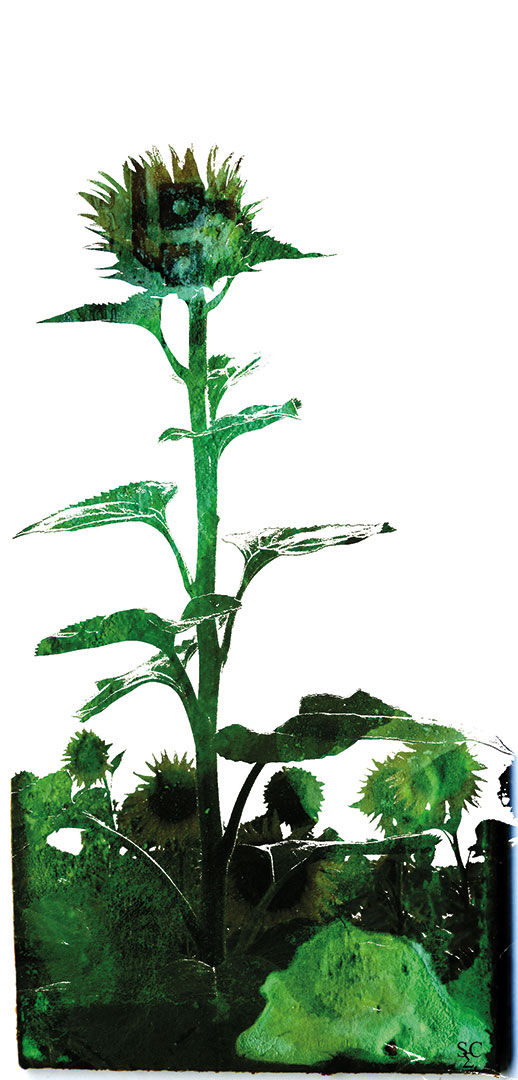 <img alt="" src="/user/pages/03.travaux/04.compositions-visuelles/tout/19.tournesols-2007/tournesols02-zandrine-c.jpg?name" /> par Zandrine C