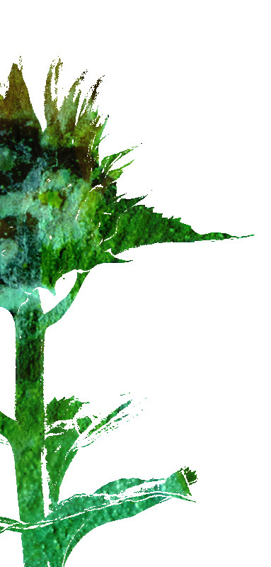 <img alt="" src="/user/pages/03.travaux/04.compositions-visuelles/tout/20.tournesols-2007/tournesols-02-2007-detail.jpg?name" /> par Zandrine C