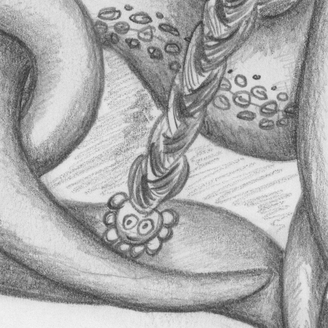 Méduse couronnée, détail par Zandrine C