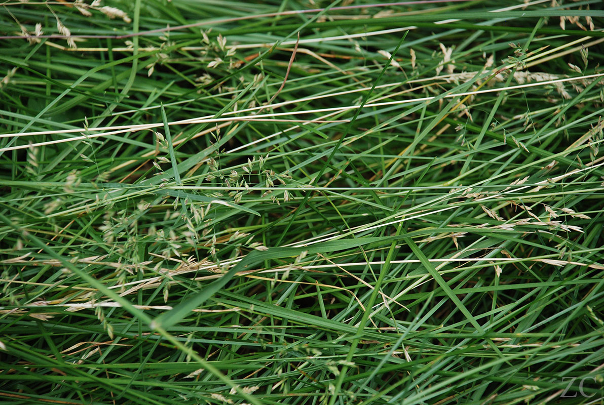 Brins par Zandrine C