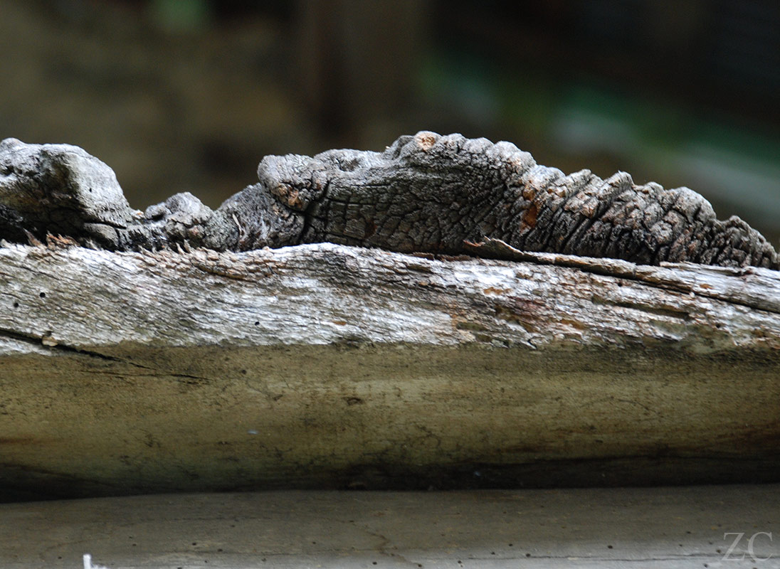 Latte par Zandrine C