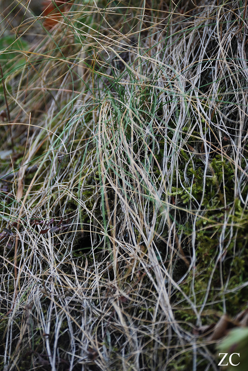 Herbes par Zandrine C