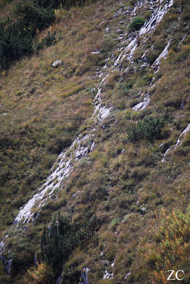 Verticales par Zandrine C