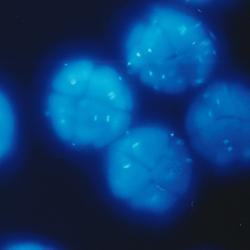 Articles scientifiques par Zandrine C